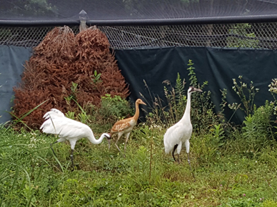 Parent-reared Whooping Crane "Zion" with foster parents at the International Crane Foundation