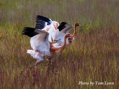 Direct Autumn Release Whooping Crane Chicks