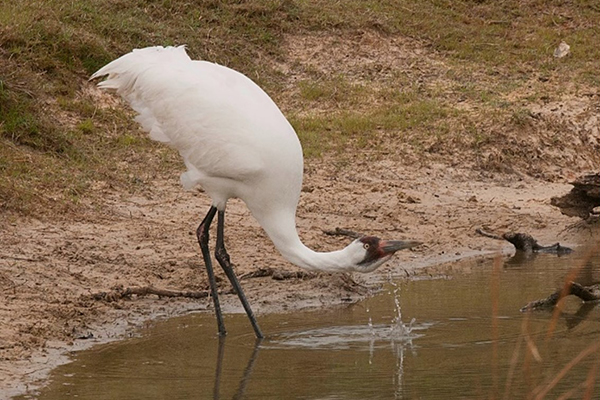 An adult Whooping Crane bends down to drink from a fresh water pond in Texas. The crane's gullet is full, as water drips from its beak.