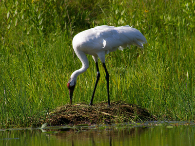 Whooping Crane building a nest at the International Crane Foundation.