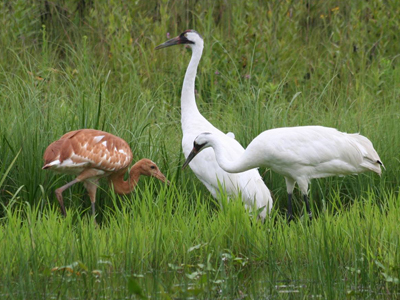Whooping Crane adults and chick forage in a wetland in Wisconsin