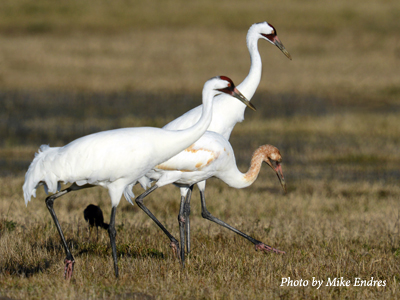 whooping_crane_family_mike_endres_400