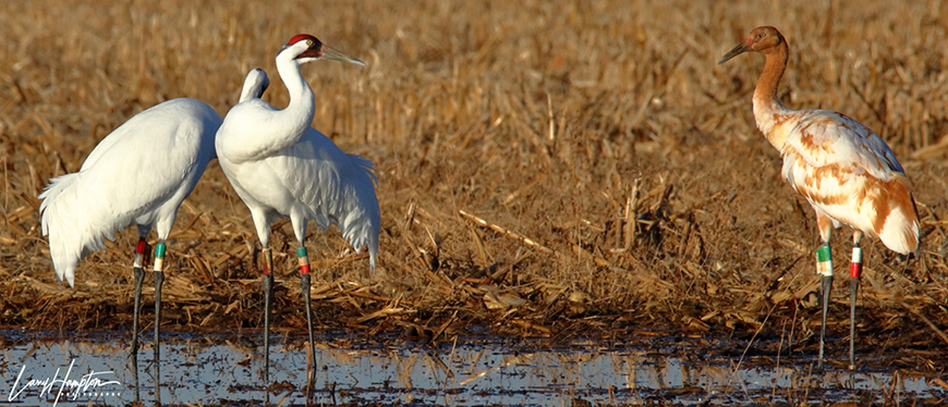 Two adult Whooping Cranes and a juvenile stand near each other in a winter wetland in Indiana. Text: Larry Hampton Photography