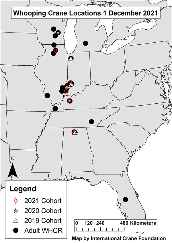 Map of the eastern U.S. showing locations of Whooping Cranes. Text: Whooping Crane Locations 1 December 2021, Legend, 2021 Cohort, 2020 Cohort, 2019 Cohort, Adult WHCR, Map by International Crane Foundation