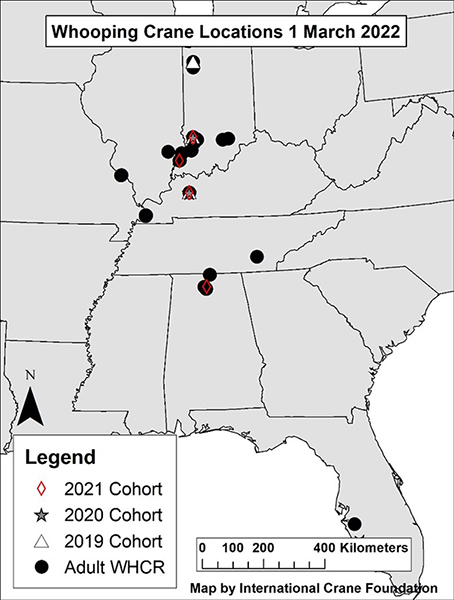 A map showing the lower two-thirds of the eastern United States and the locations o Whooping Cranes. Text: Whooping Crane Locations 1 March 2022, Legend, Diamond symbol 2021 Cohort, Star symbol 2020 Cohort, Triangle symbol 2019 Cohort, Black circle symbol Aduct Whooping Crane, Map by International Crane Foundation