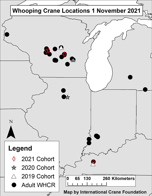 Grey-scale map of the upper Midwest showing the current Whooping Crane locations. Text: Whooping Crane Locations 1 November 2021, Legend, 2021 Cohort, 2020 Cohort, 2019 Cohort, Adult WHCR, Map by International Crane Foundation.