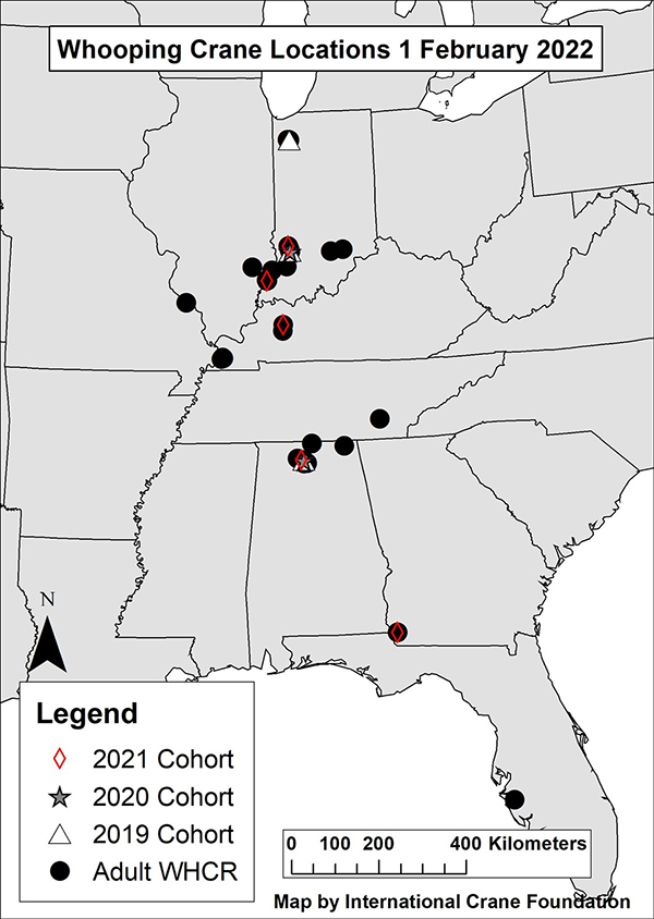 A map showing the locations of Whooping Cranes in the eastern United States. Text: Whooping Crane Locations 1 February 2022, Legend, 2021 Cohort, 2020 Cohort, 2019 Cohort, Adult WHCR, Map by International Crane Foundation