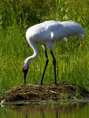 Whooping Crane nest at ICF