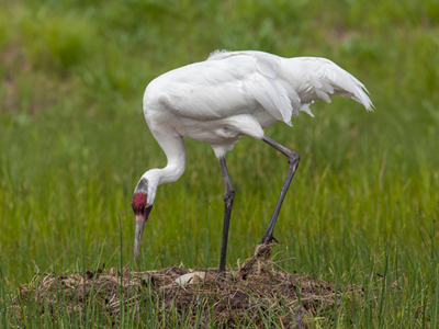 Whooping Crane adult and nest at the International Crane Foundation.