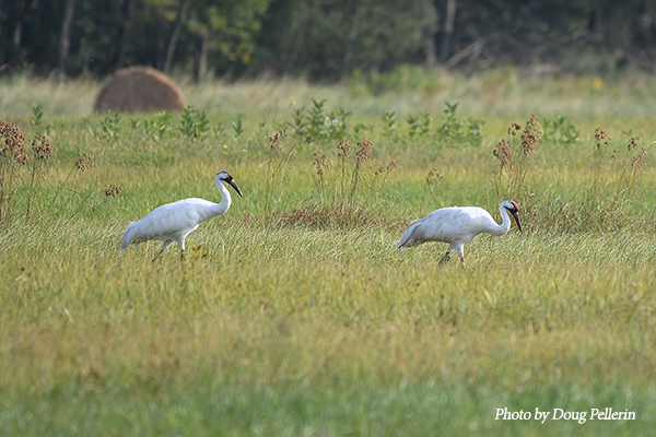 Two Whooping Cranes