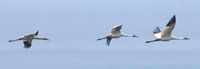 whooping_cranes_in_flight