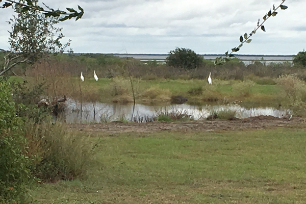 Whooping Cranes on private land in Texas.