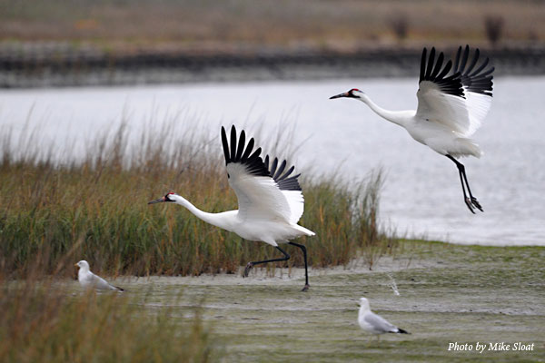 Whooping Cranes take flight along the Texas coast.