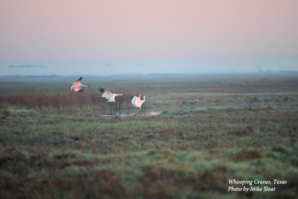 Whooping Cranes in Texas