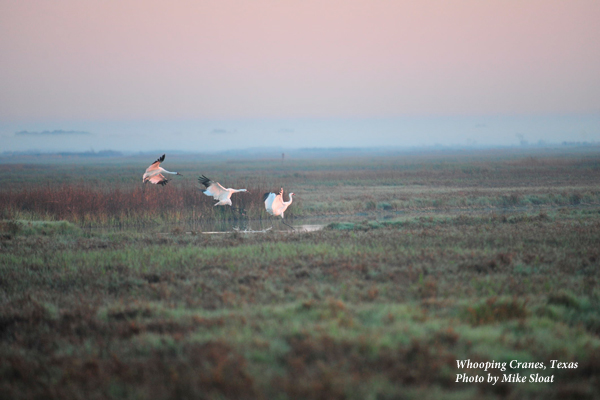 Endangered Whooping Cranes in Texas, United States.