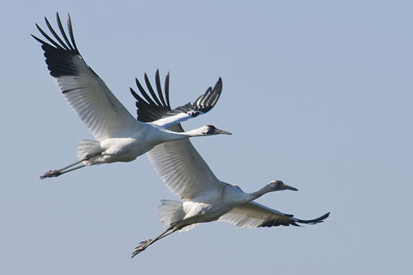 Two Whooping Cranes in flight