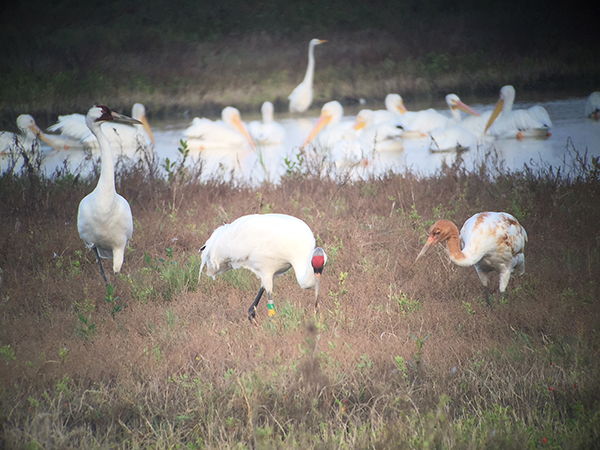 Whooping Cranes and white pelicans at Aransas National Wildlife Refuge, Texas.