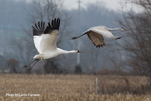 Whooping and Sandhill Crane in flight
