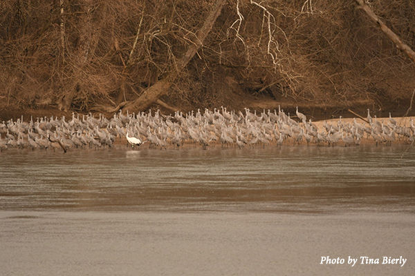 A single white Whooping Crane roosts among a flock of Sandhill Cranes on a sandbar. Text: Photo by Tina Bierly