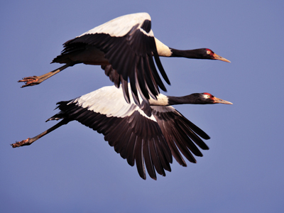 Black-necked Cranes in flight in China