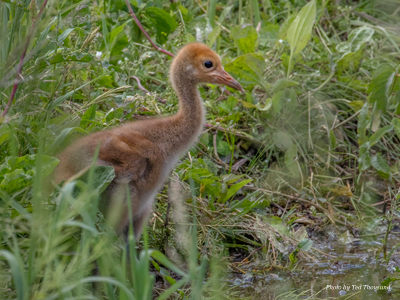 Parent-reared chick "Zion" at the International Crane Foundation