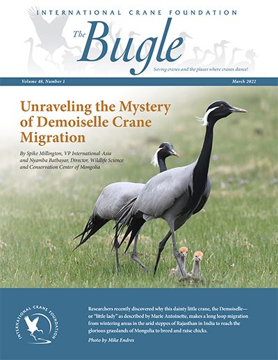 The Bugle. Unraveling the Mystery of Demoiselle Crane Migration