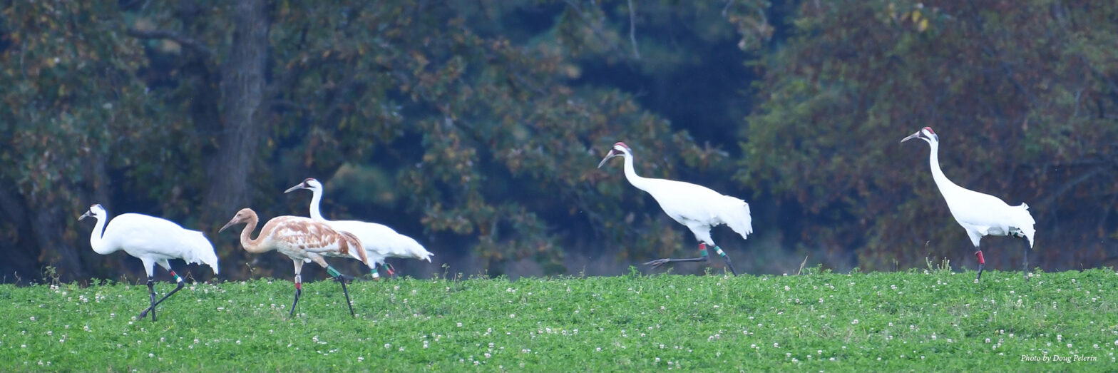 Whooping Crane adults and juvenile. Photo by Doug Pellerin