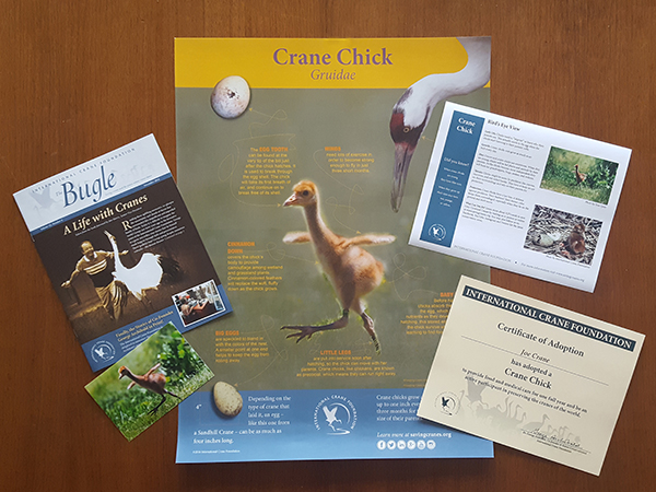 Example Crane Chick adoption packet