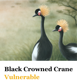Black Crowned Crane Vulnerable