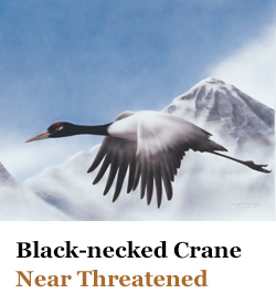 Black-necked Crane Near Threatened