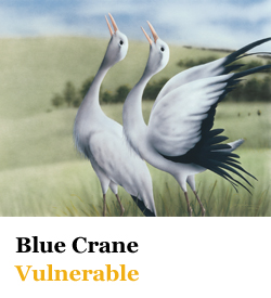 Blue Crane Vulnerable
