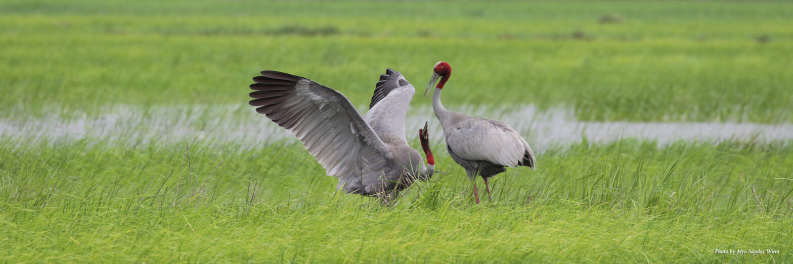 Dancing Sarus Cranes in Myanmar