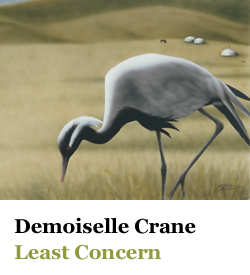 Demoiselle Crane Least Concern