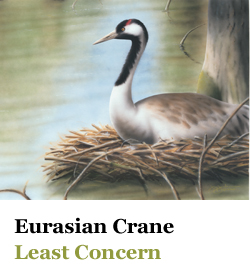 Eurasian Crane Least Concern