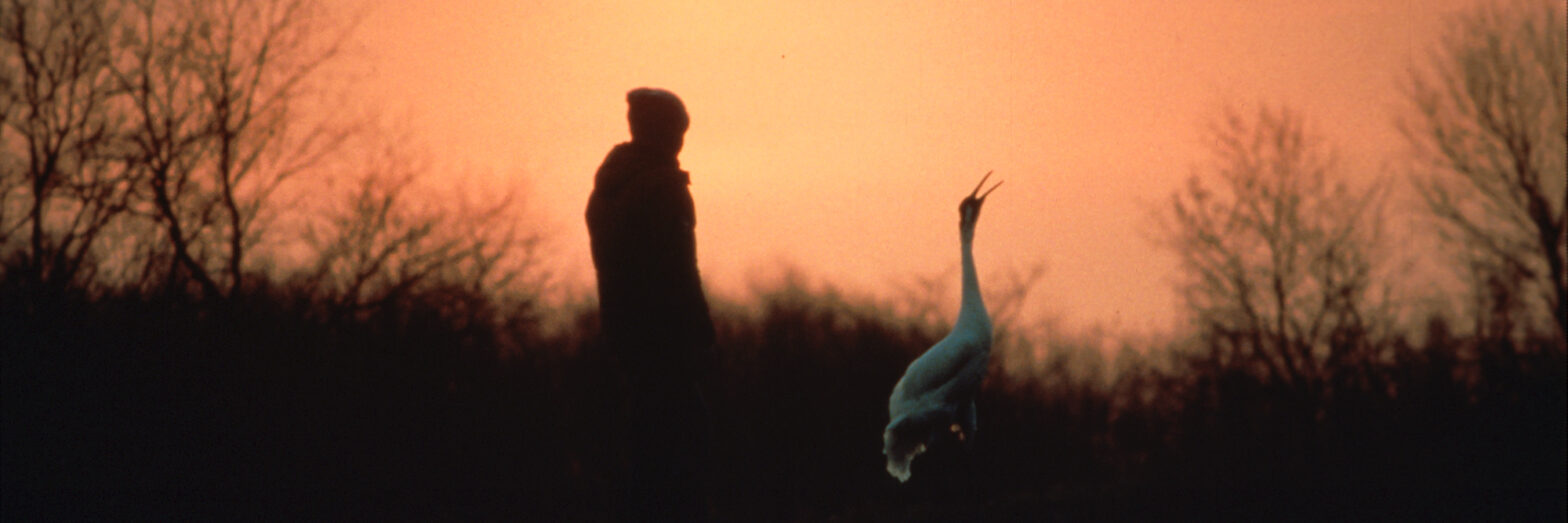George Archibald and Whooping Crane Tex walk together as the sun sets.