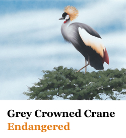 Grey Crowned Crane Endangered