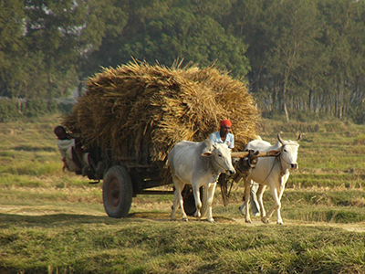 Ox cart agriculture Lumbini, Nepal