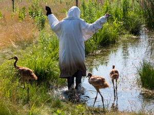Whooping Crane chicks and costumed aviculturist