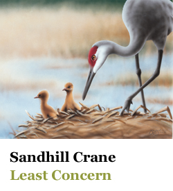 Sandhill Crane Least Concern