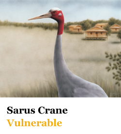 Sarus Crane Vulnerable