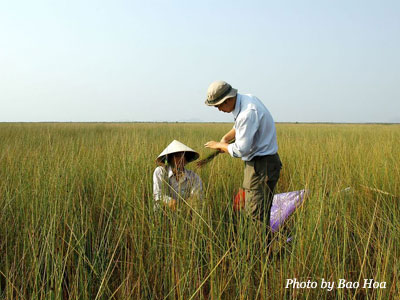 Sarus Crane habitat research, Vietnam.
