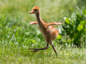 Whooping Crane chick