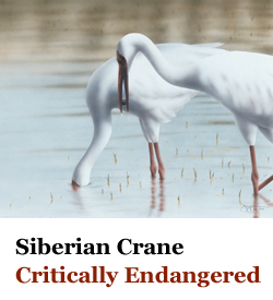 Siberian Crane Critically Endangered