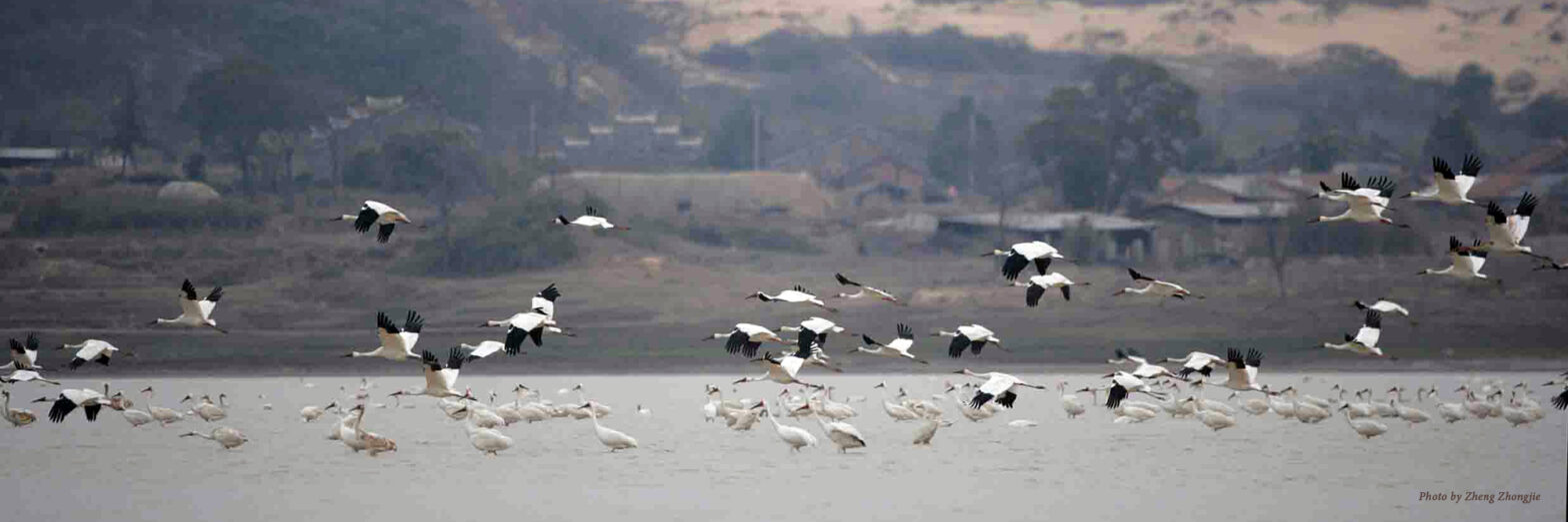 Siberian Cranes flock together at Poyang Lake, China. Photo by Zheng Zhongjie