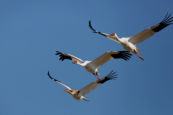 Siberian Cranes in flight