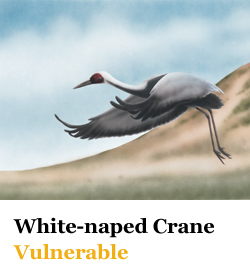 White-naped Crane Vulnerable