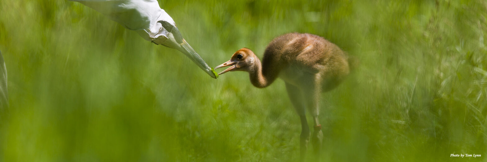 Whooping Crane chick with puppet. Photo by Tom Lynn