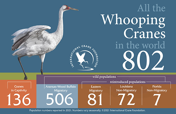 All the Whooping Cranes in the world.