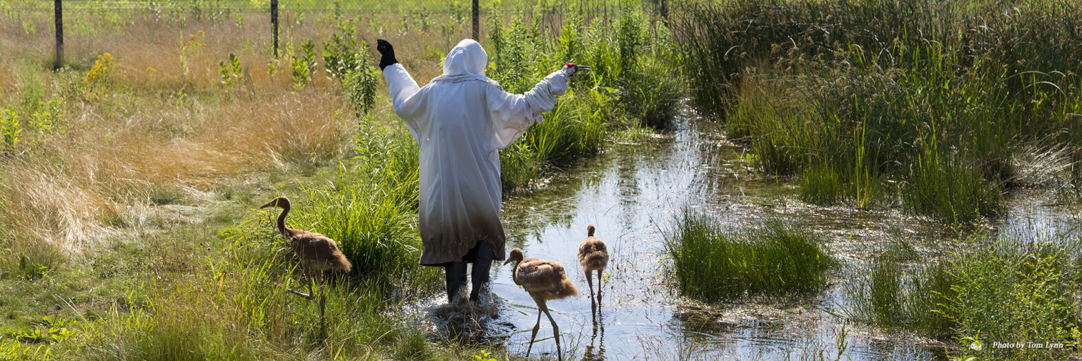 Whooping Crane juveniles and costumed aviculturist. Photo by Tom Lynn