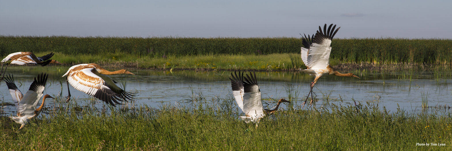 Whooping Crane juveniles. Photo by Tom Lynn